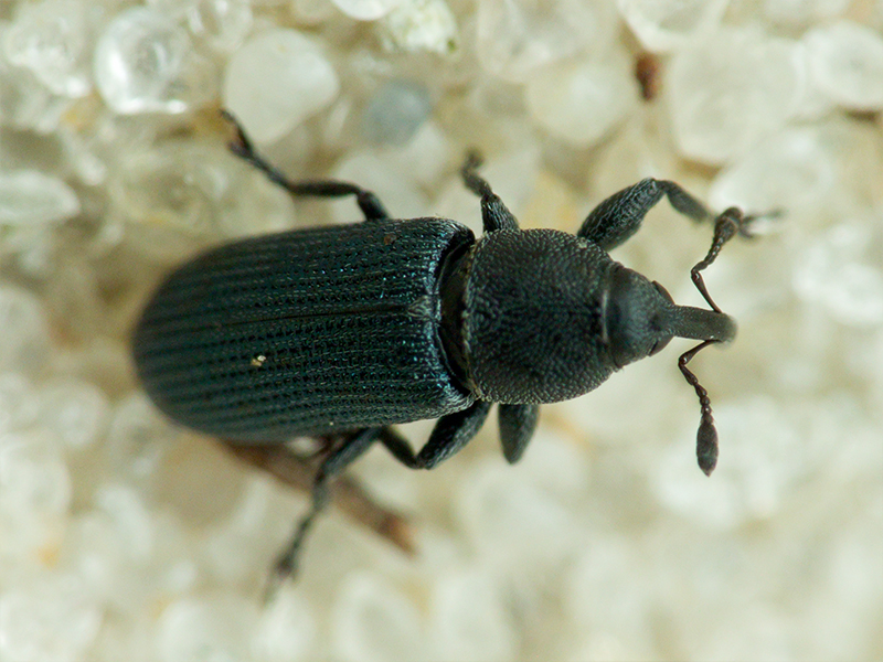 Mecinus janthinus (Germar, 1817)